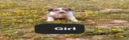 Mixed Breed dogs for sale: Milly - Ad 1