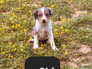 Mixed Breed dogs Milly - Ad 21
