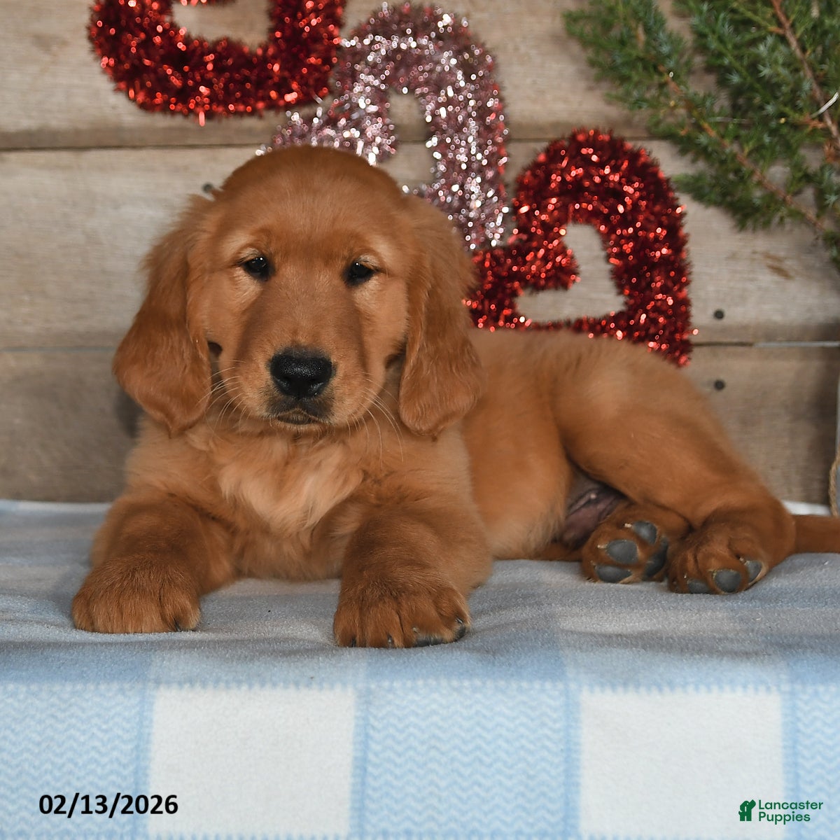 Golden Retriever dogs Bobby - Ad 6