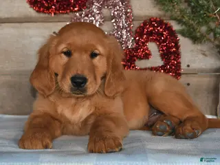 Golden Retriever dogs Bobby - Ad 6