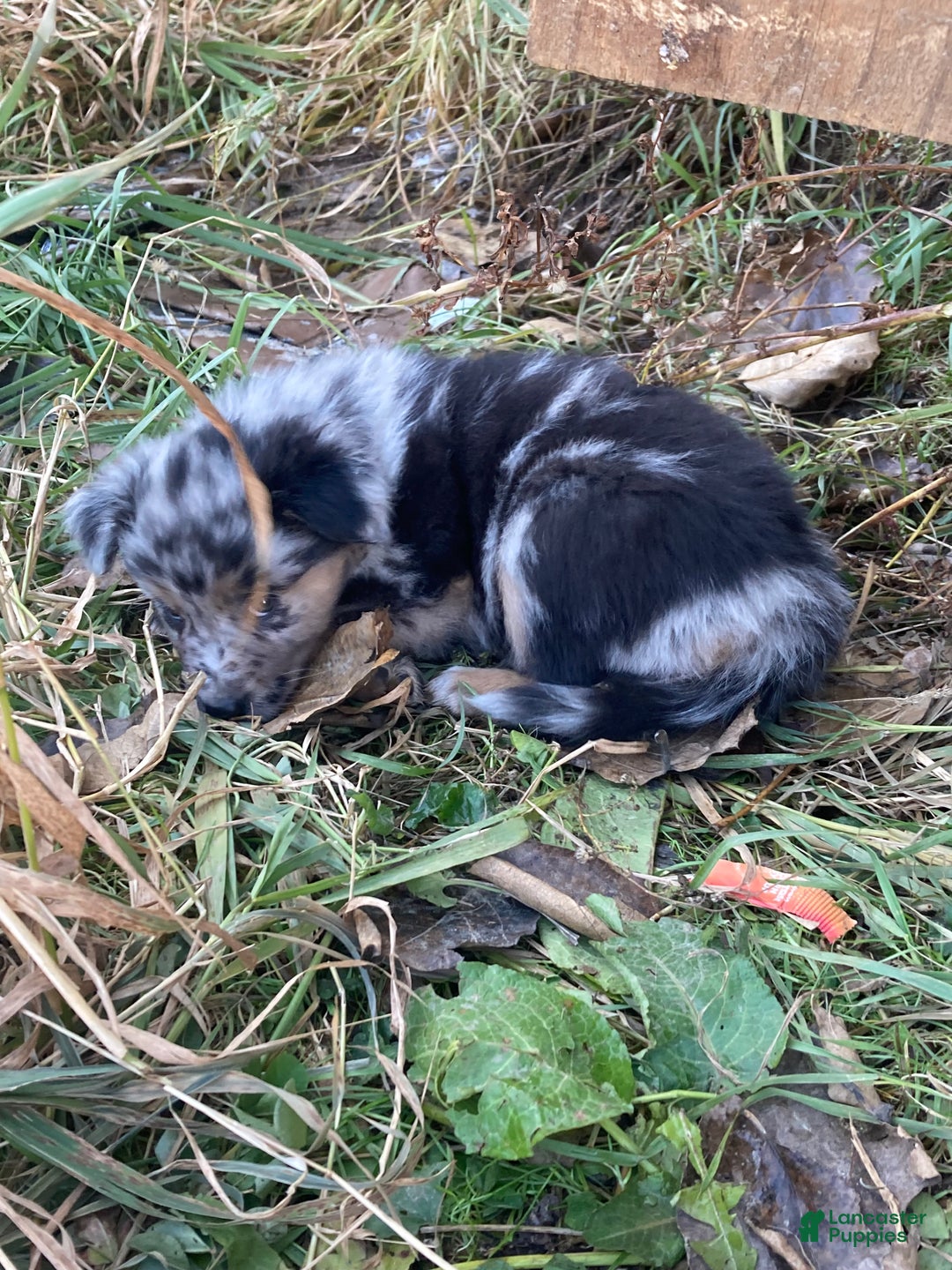 Australian Shepherd dogs for sale: Australian Shepherd Puppy 2 - Ad 3