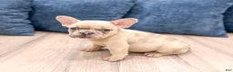 French Bulldog dogs for sale: Max - Ad 4