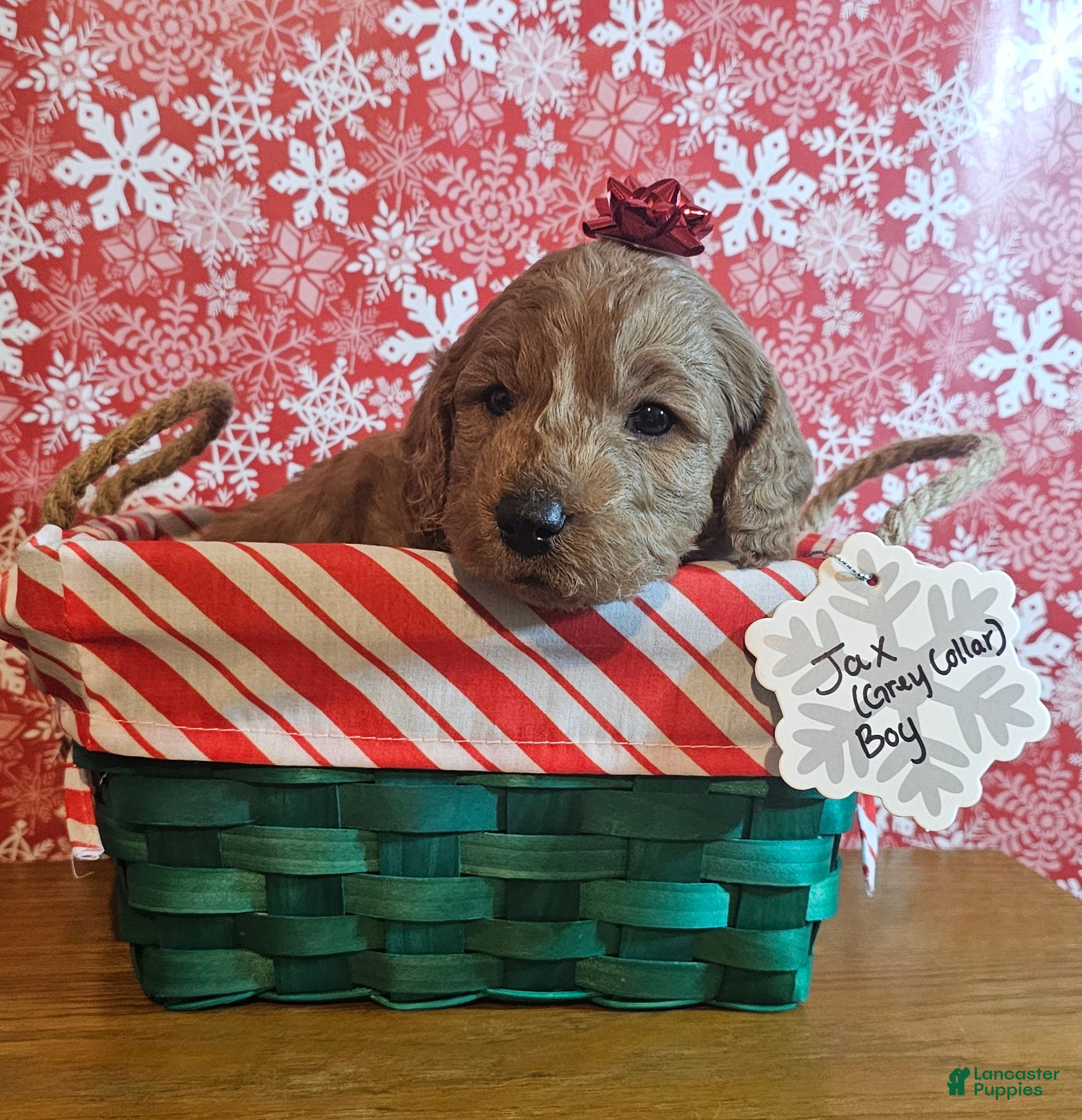 Mixed Breed dogs Jax - Ad 27