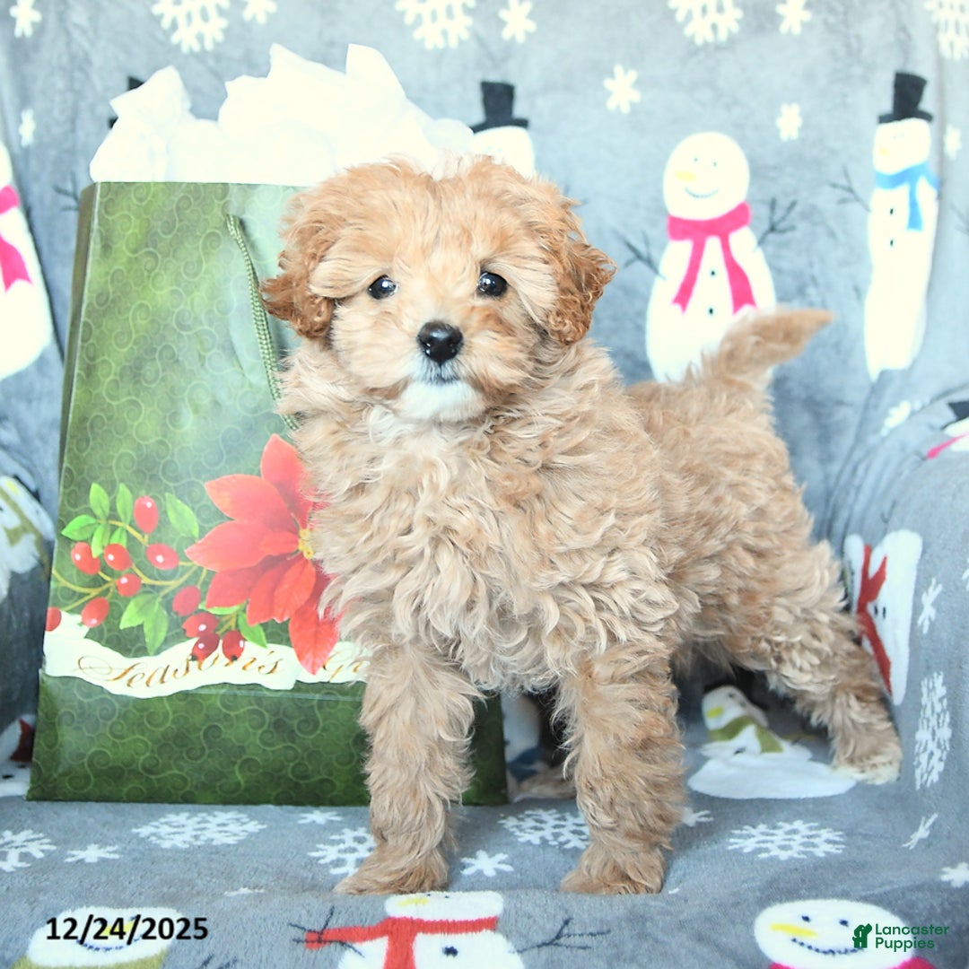 Mini Goldendoodle dogs for sale: Darling - Ad 1