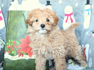 Mini Goldendoodle dogs for sale: Darling - Ad 1