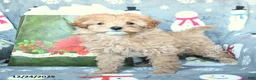 Mini Goldendoodle dogs for sale: Darling - Ad 1