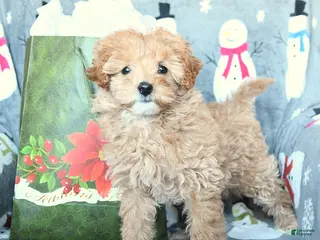 Mini Goldendoodle dogs Darling - Ad 19