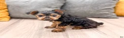 Yorkshire Terrier dogs for sale: Jace - Ad 4