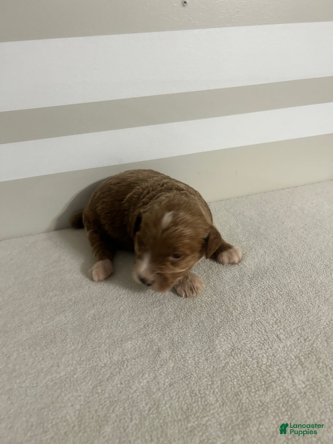 Mini Goldendoodle dogs for sale: Cindy - Ad 5