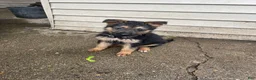 German Shepherd dogs for sale: Tiny girl - Ad 19