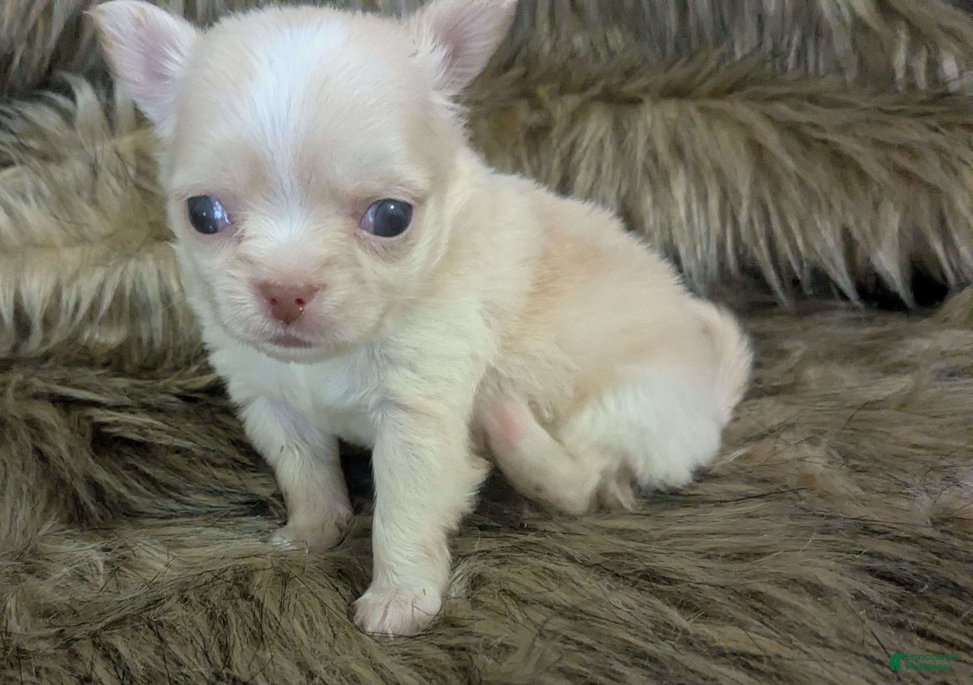 Chihuahua dogs Lisa Marie LC Apple Head  - Ad 13
