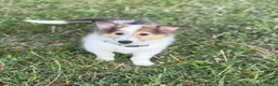 Collie dogs for sale: Collie 3 Sonja - Ad 2