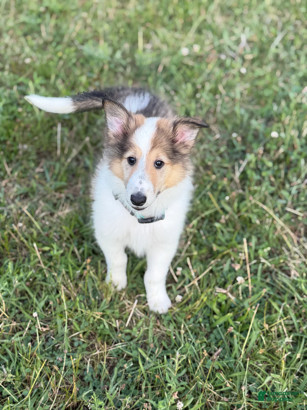 Collie dogs for sale: Collie 3 Sonja - Ad 2