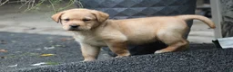 Labrador Retriever dogs for sale: Willow - Ad 5
