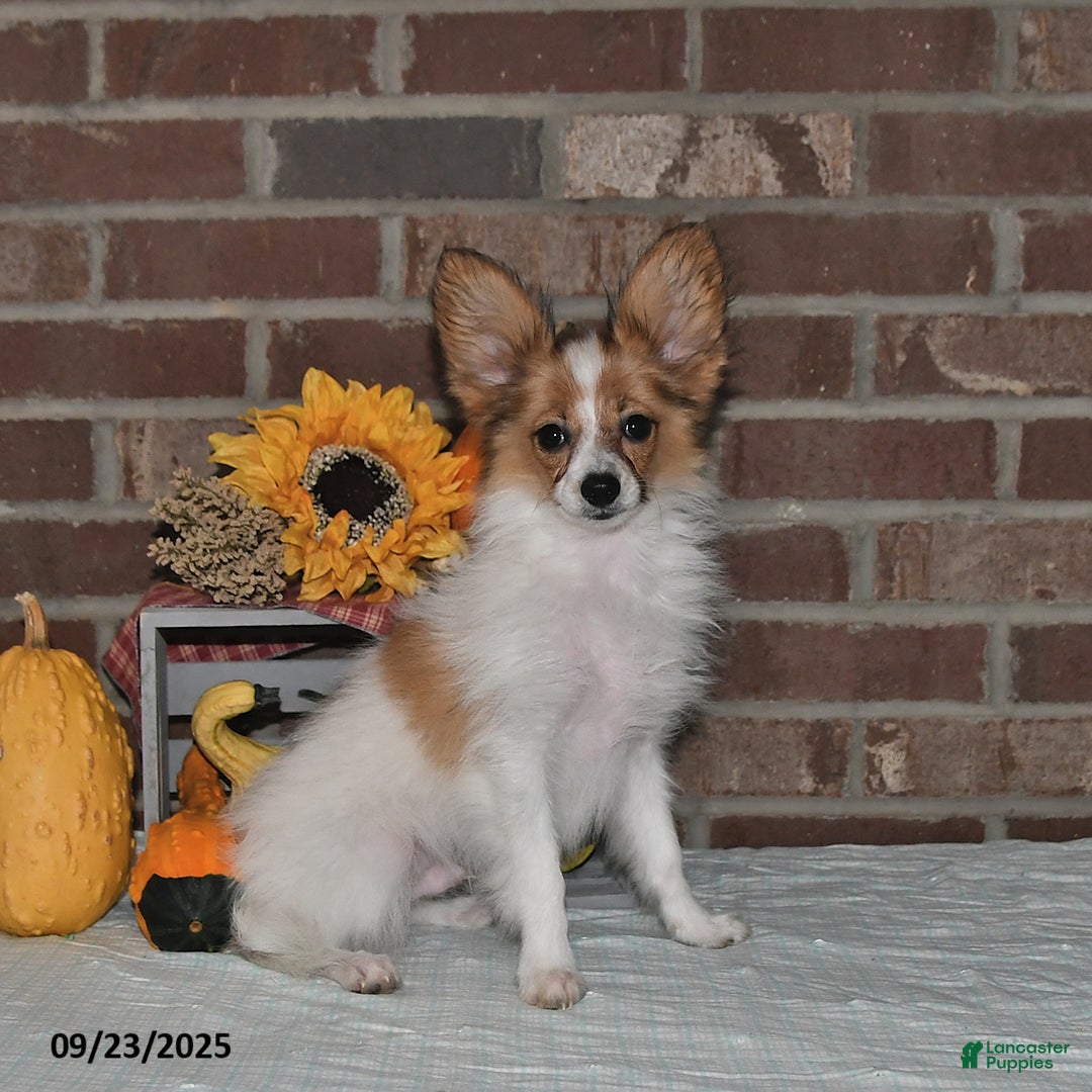 Papillon dogs for sale: Scout - Ad 5