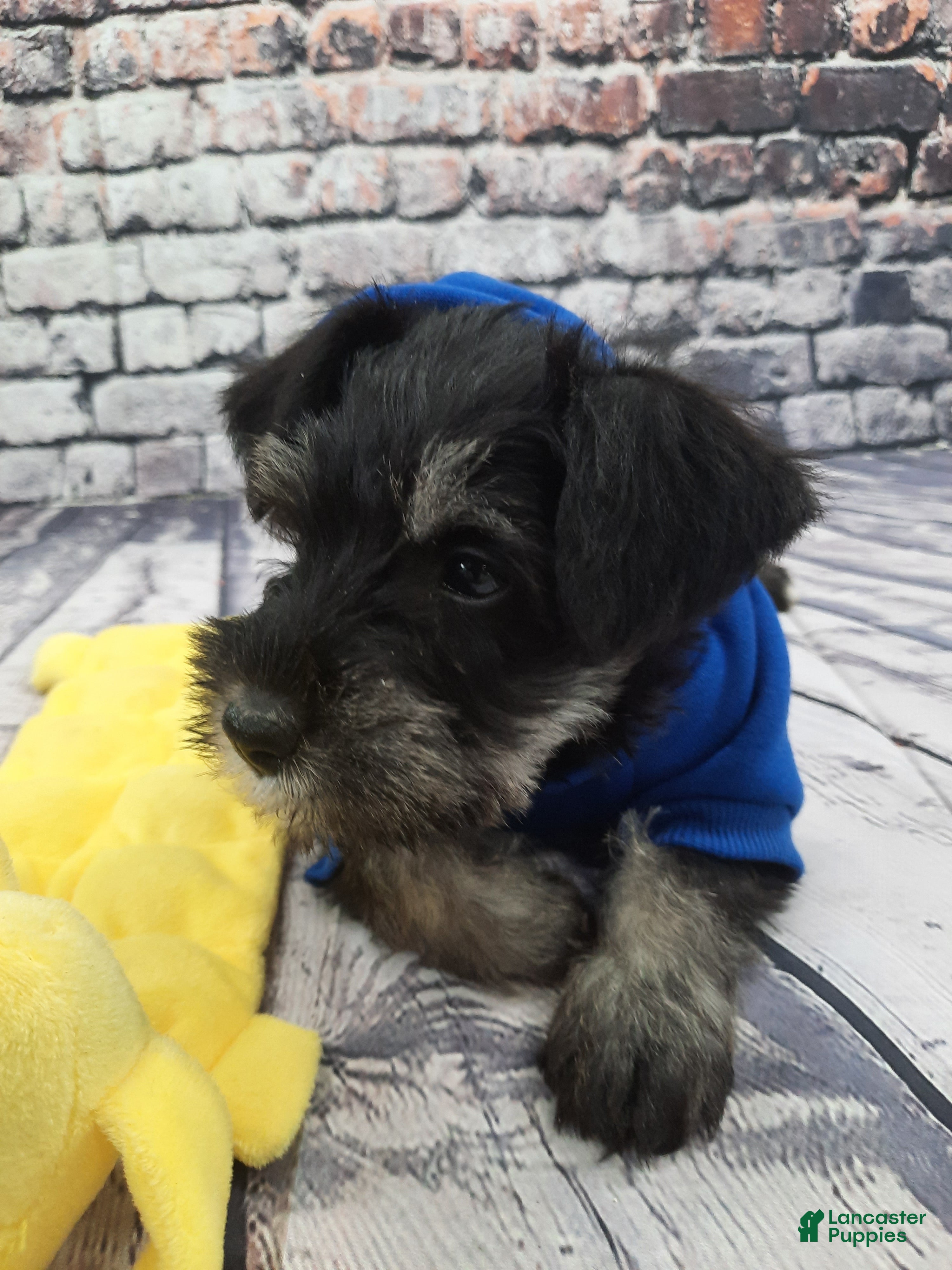 Miniature Schnauzer dogs AKC Peanut - Ad 7