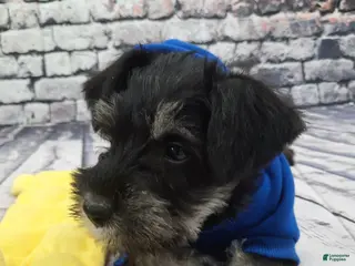 Miniature Schnauzer dogs AKC Peanut - Ad 7