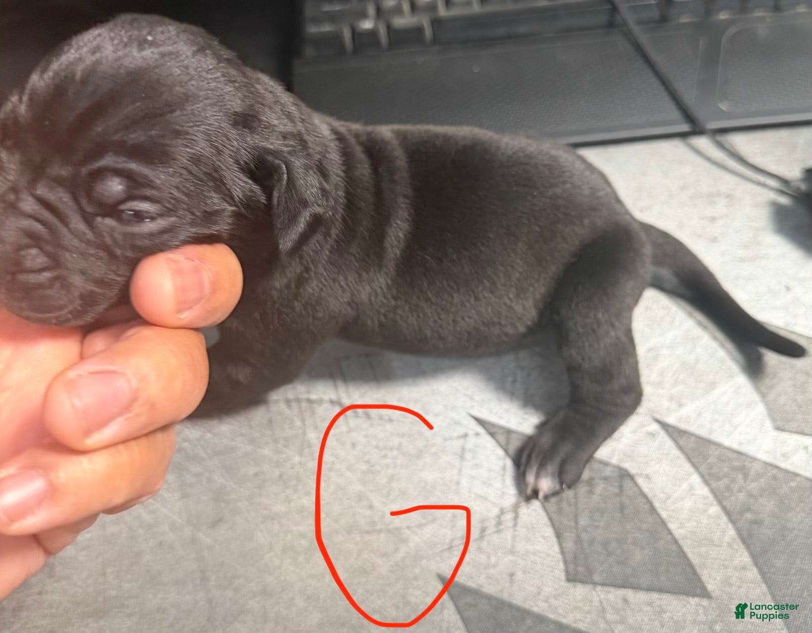 Cane Corso dogs Sadie - Ad 2