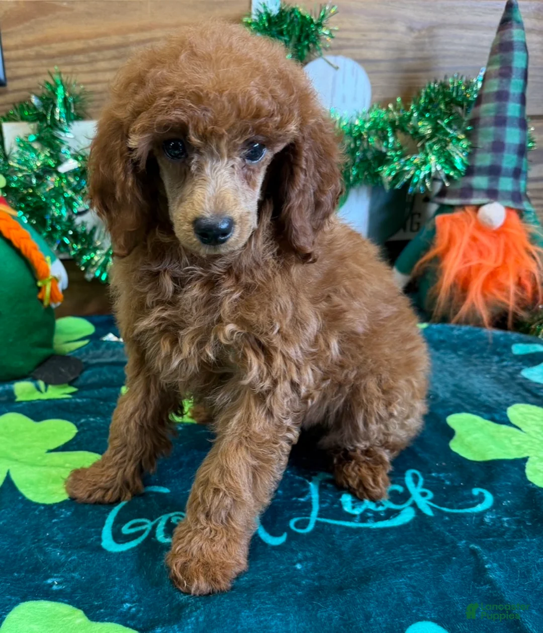 Toy Poodle dogs for sale: fancy - Ad 1