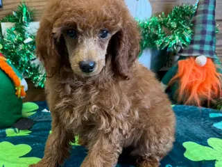 Toy Poodle dogs fancy - Ad 9