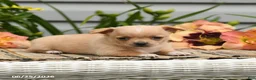 Chihuahua dogs for sale: Poppy - Ad 3