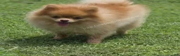 Pomeranian dogs for sale: Rare Beaver Color - Dolce - Teacup - 4 pounds - CH Lines! - Ad 2