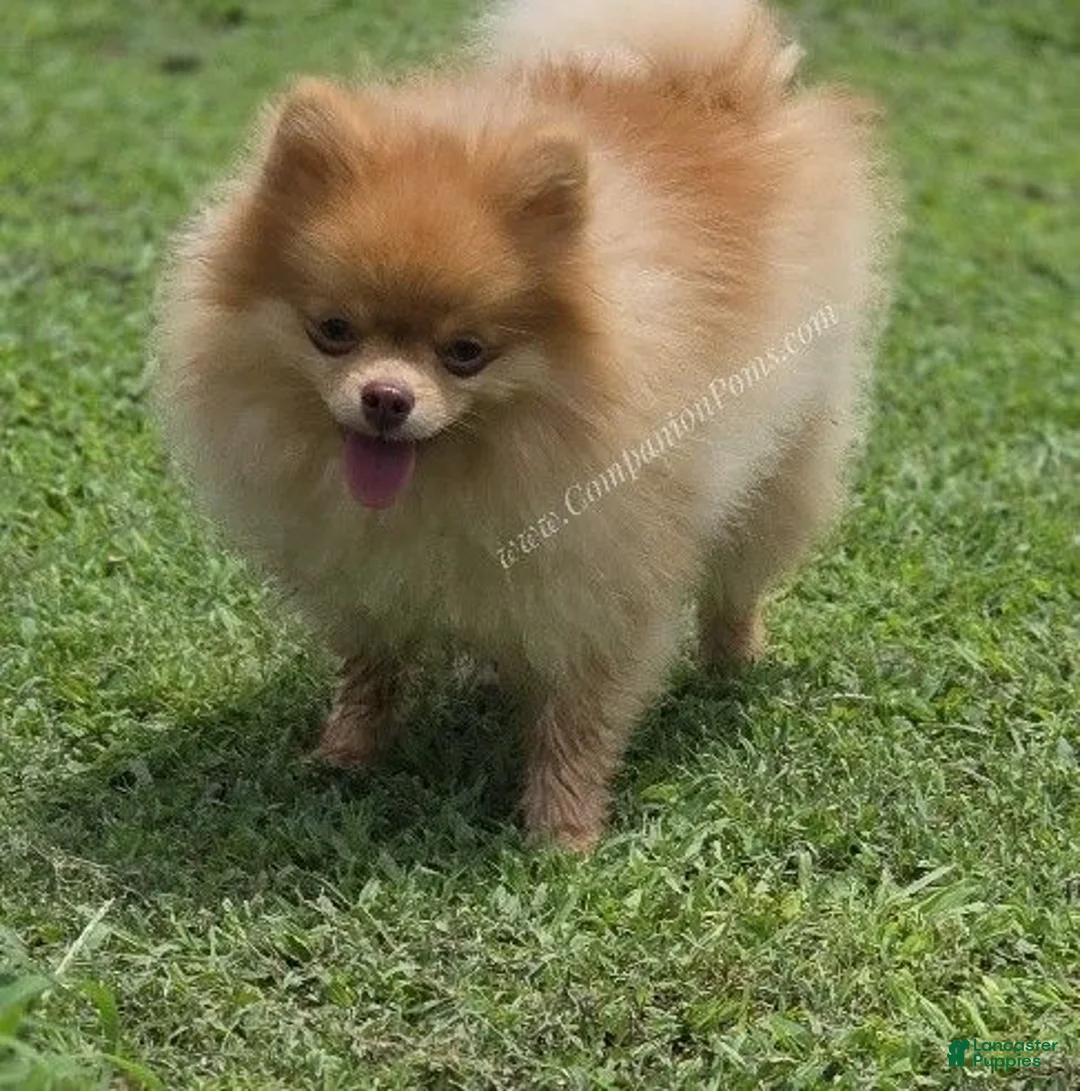 Pomeranian dogs for sale: Rare Beaver Color - Dolce - Teacup - 4 pounds - CH Lines! - Ad 2
