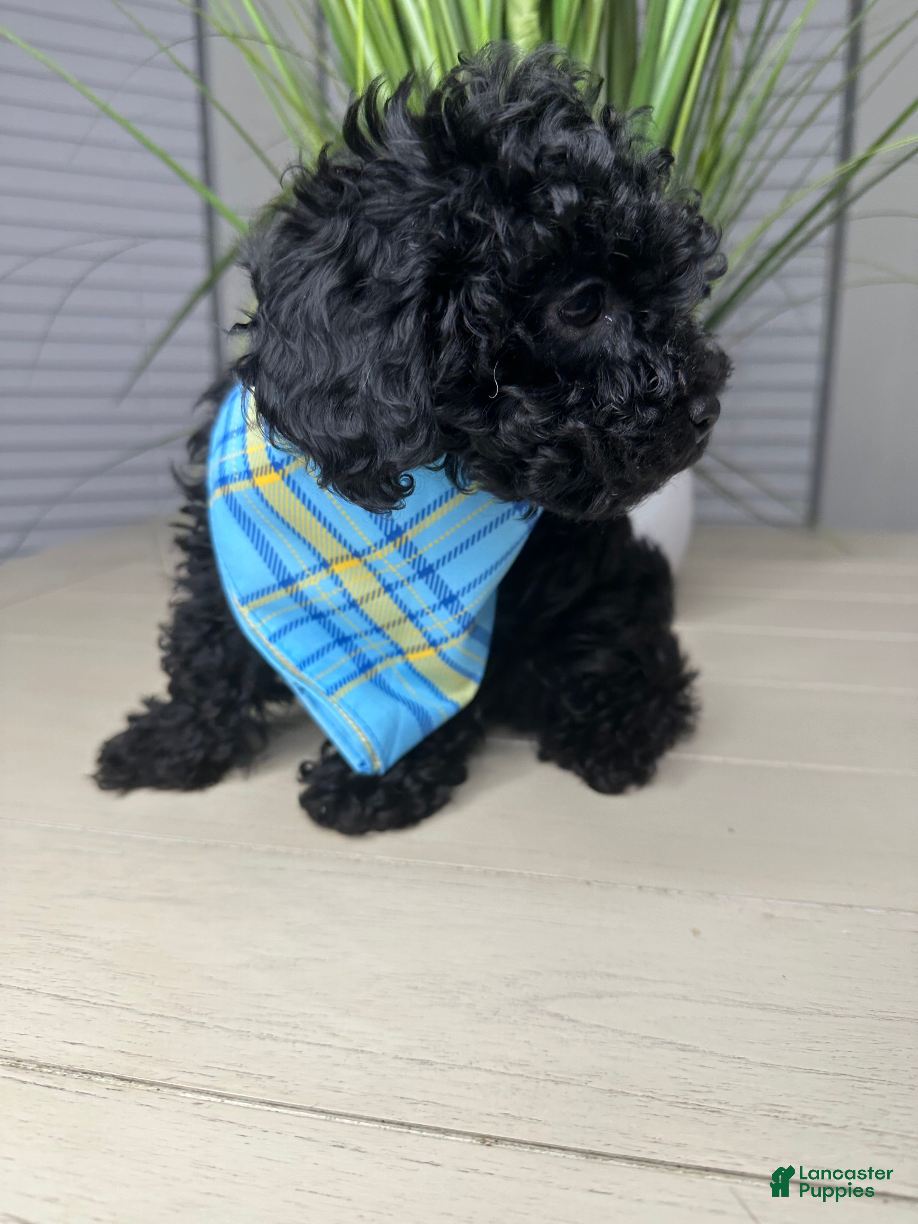 Shihpoo dogs Shihpoo 2 - Ad 5