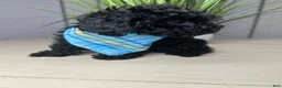 Shihpoo dogs for sale: Shihpoo 2 - Ad 1