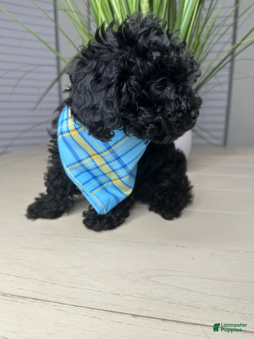 Shihpoo dogs for sale: Shihpoo 2 - Ad 1