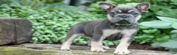 French Bulldog dogs for sale: Edison - Ad 15