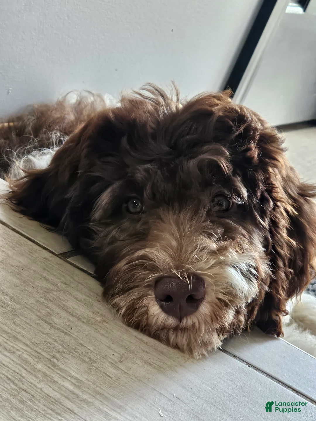 Newfypoo dogs for sale: Light Green - Ad 6