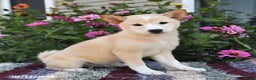 Shiba Inu dogs for sale: Shiba Inu 4 puppies - Ad 28