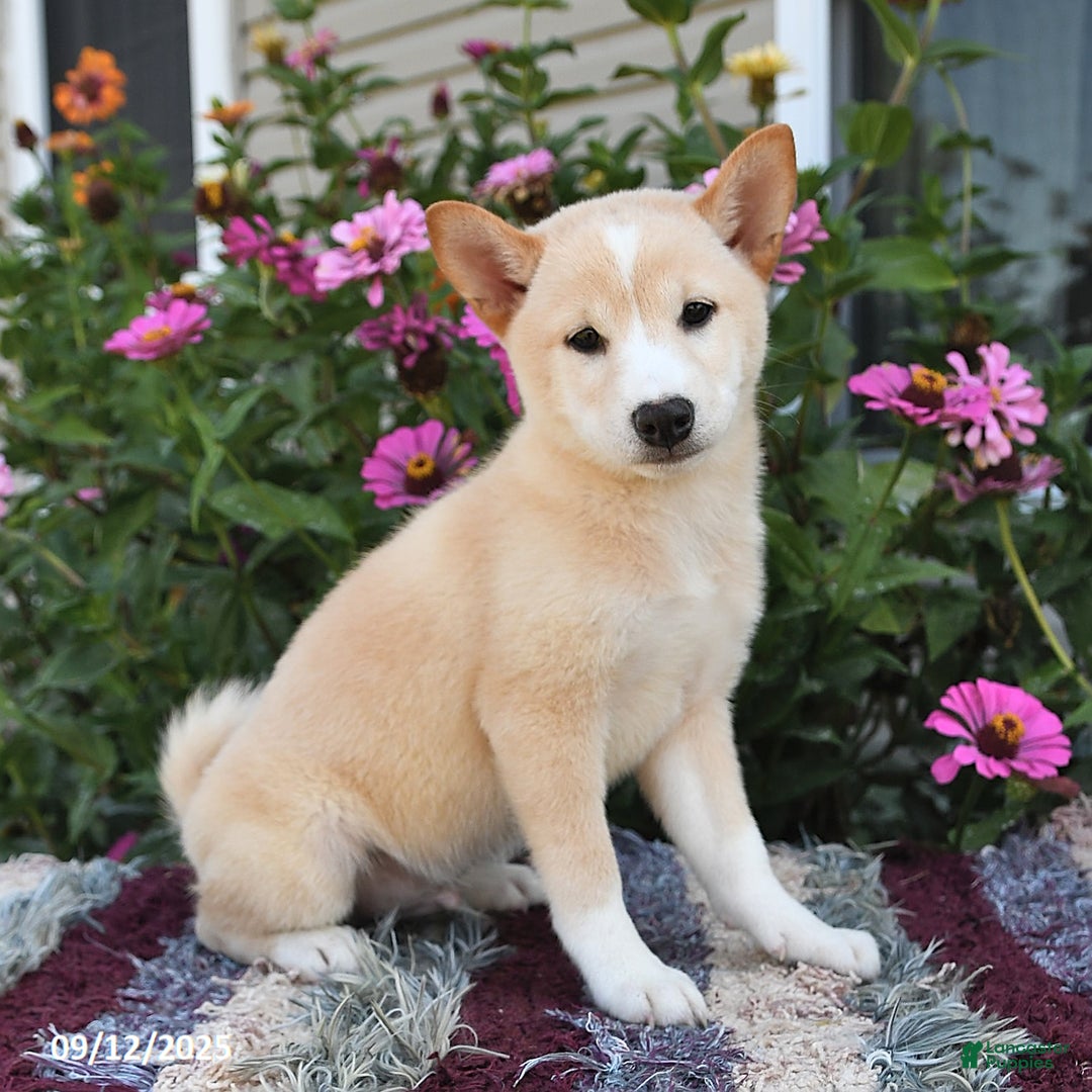 Shiba Inu dogs for sale: Shiba Inu 4 puppies - Ad 28