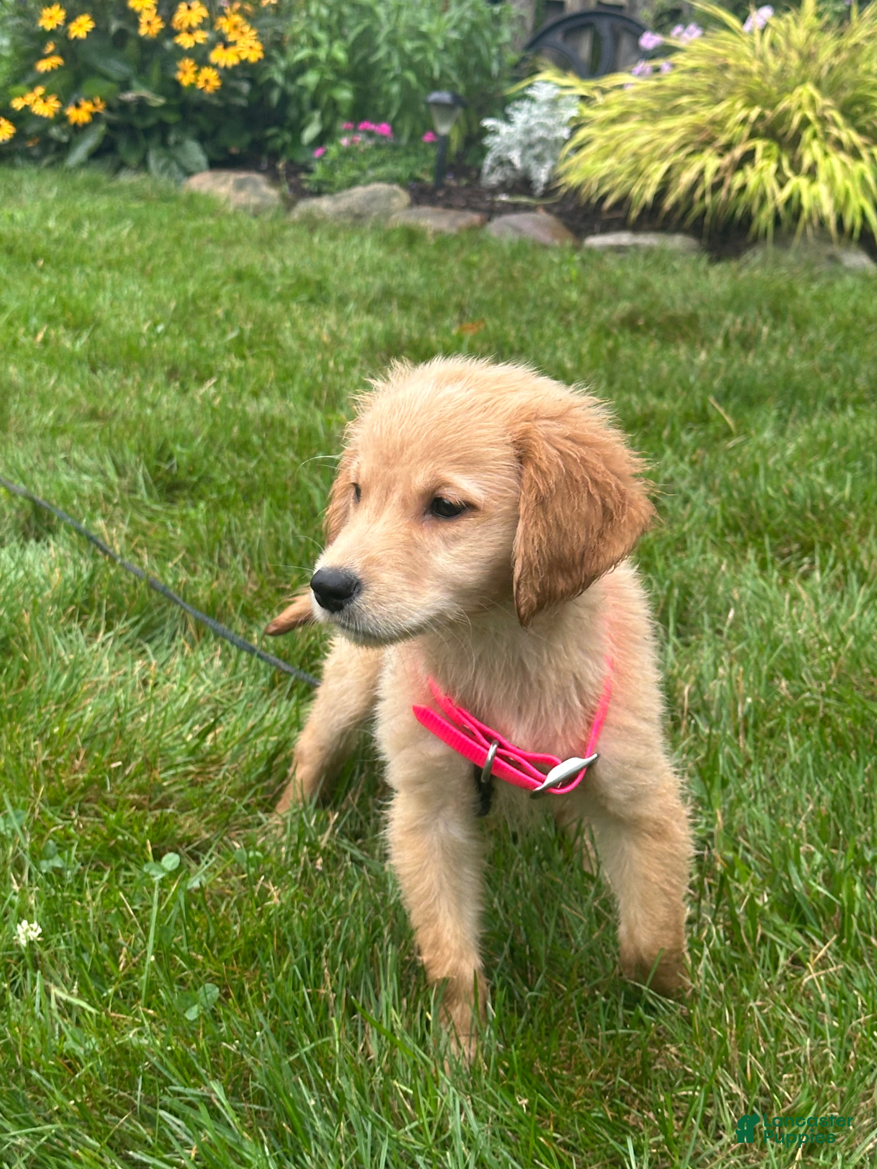 Golden Retriever dogs Golden Retriever 5 - Ad 2