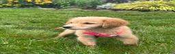 Golden Retriever dogs for sale: Golden Retriever 5 - Ad 2