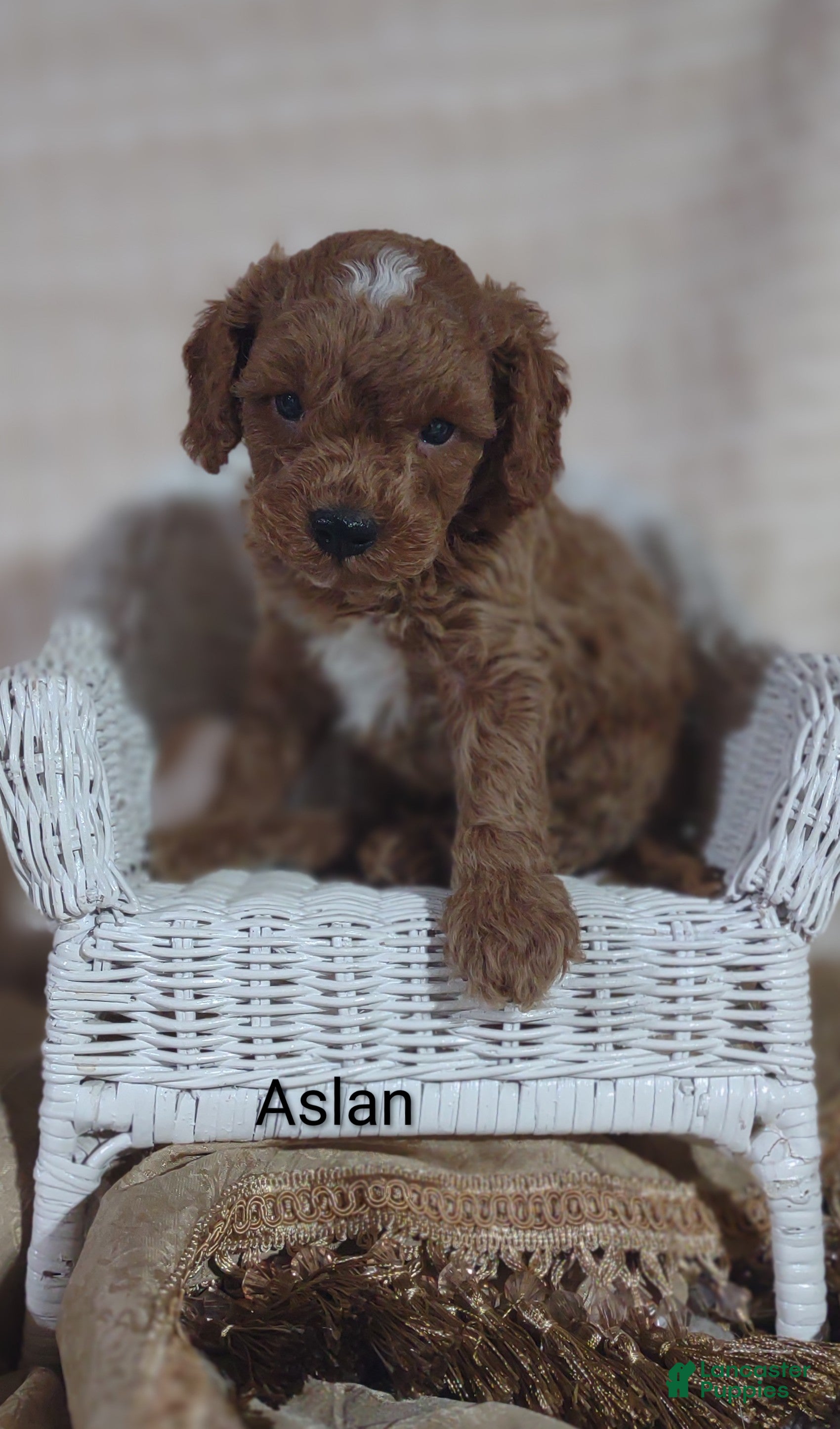 Cavapoo dogs Cavapoo F1b 8 Aslan - Ad 2