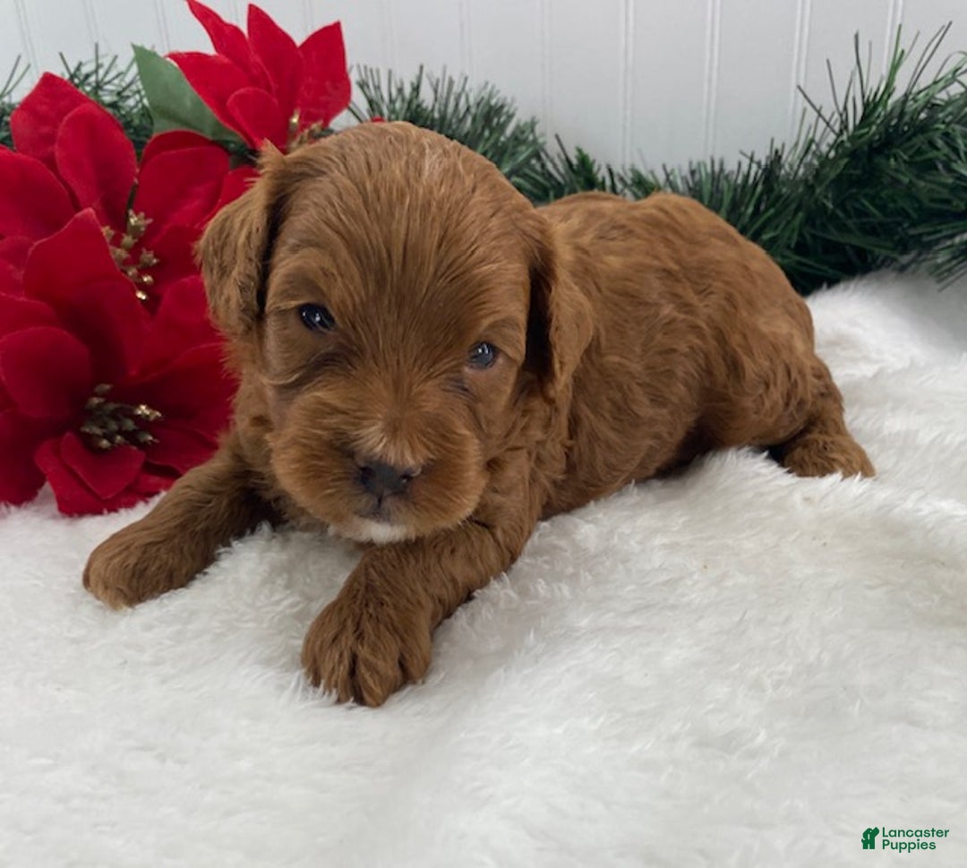 Cavapoo dogs for sale: Shiloh - Ad 4