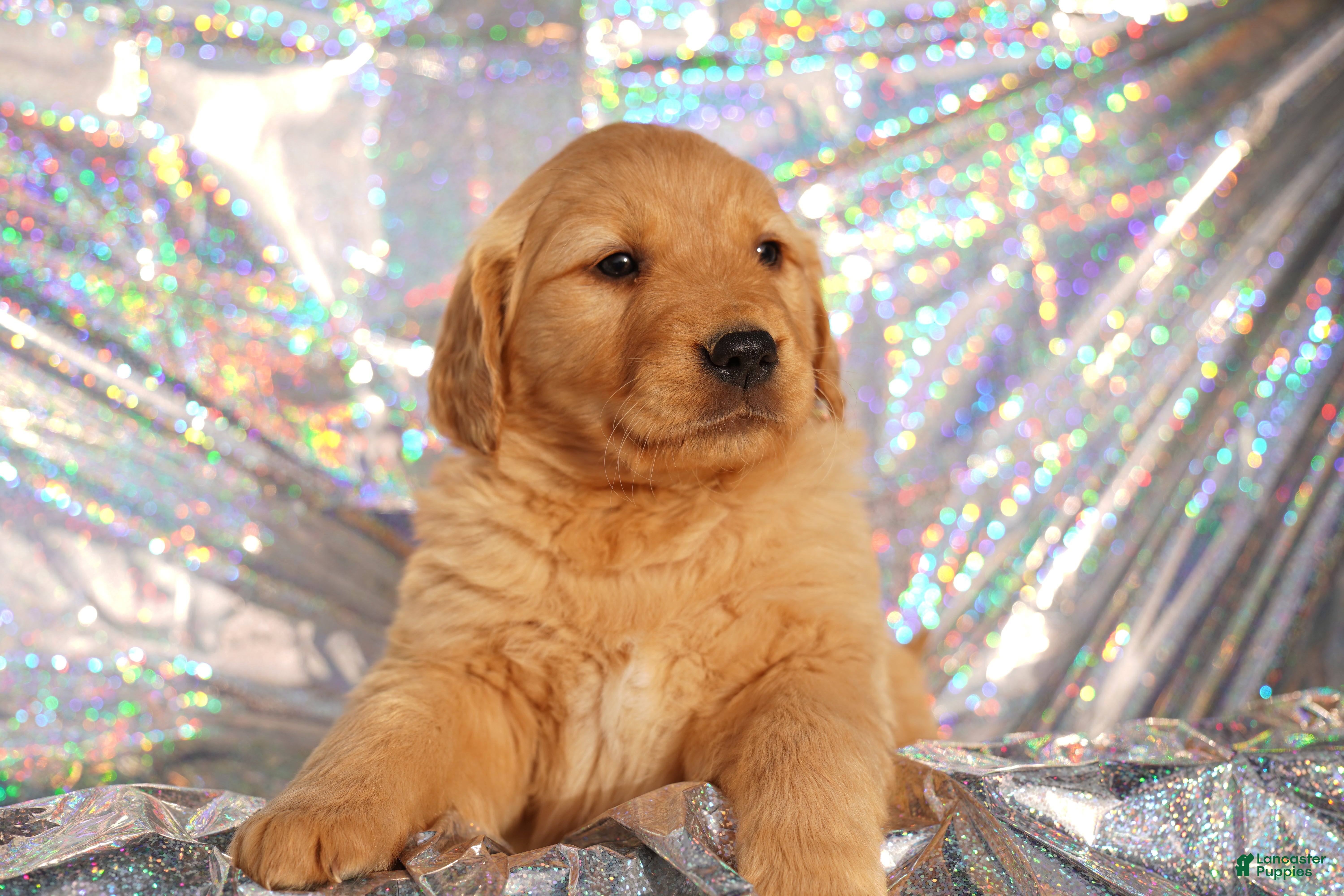 Golden Retriever dogs Emma - AKC, Genetically Clear - Ad 9