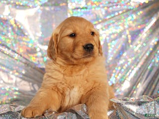 Golden Retriever dogs Emma - AKC, Genetically Clear - Ad 9