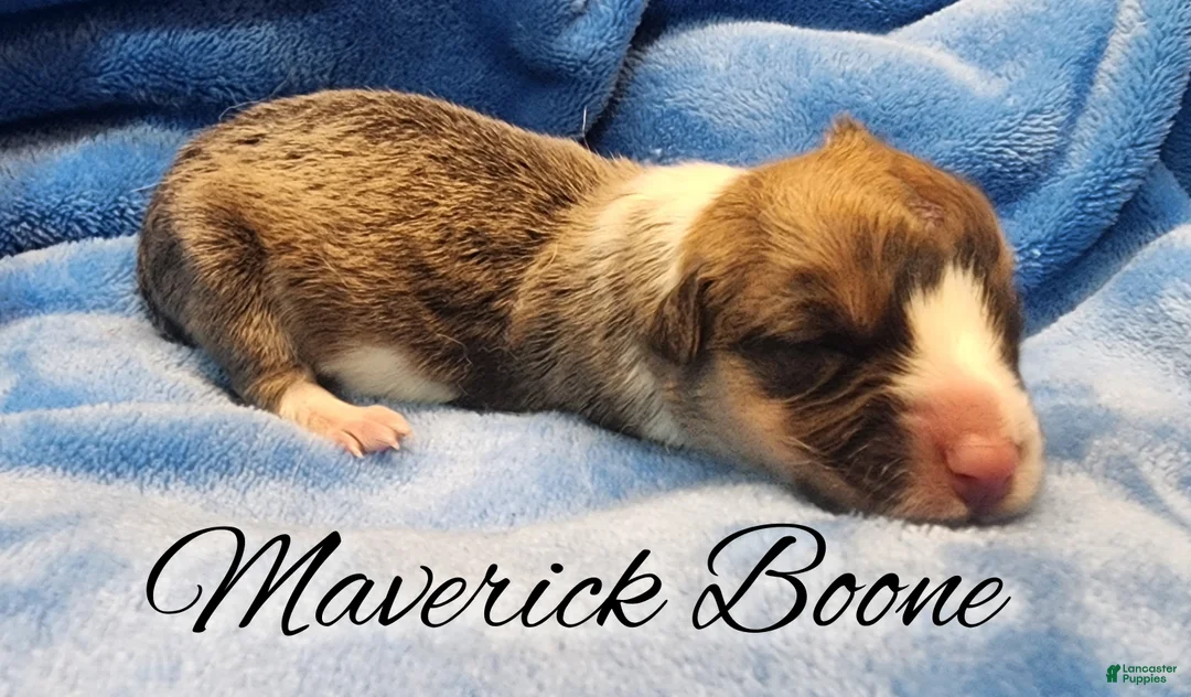 Welsh Corgi Pembroke dogs for sale: Maverick Boone - Ad 2