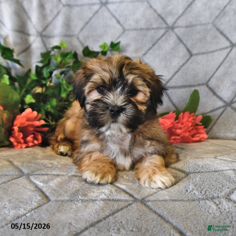 Teddy Bear dogs Alfie - Ad 2