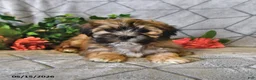 Teddy Bear dogs for sale: Alfie - Ad 2