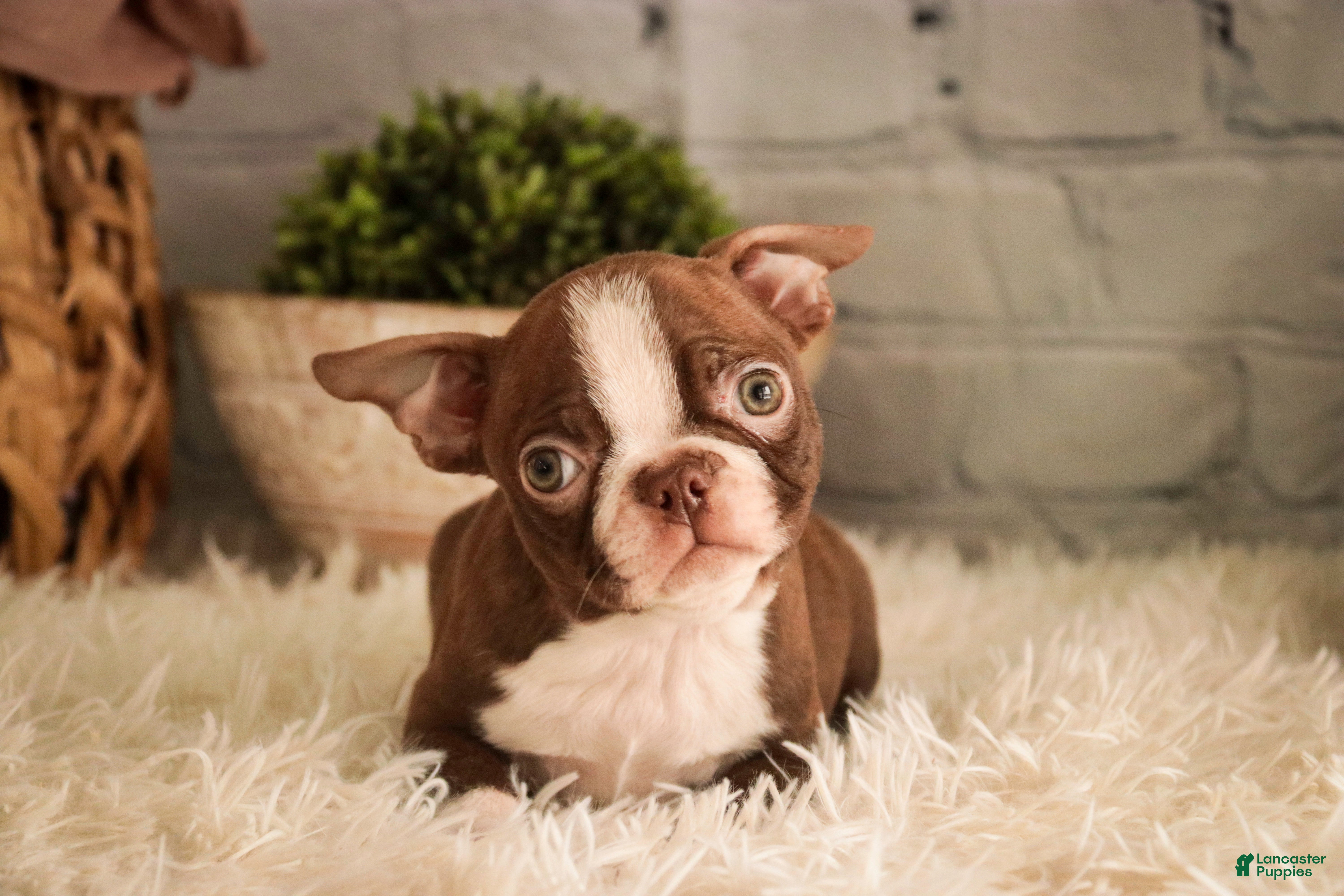 Boston Terrier dogs Katie - Ad 2