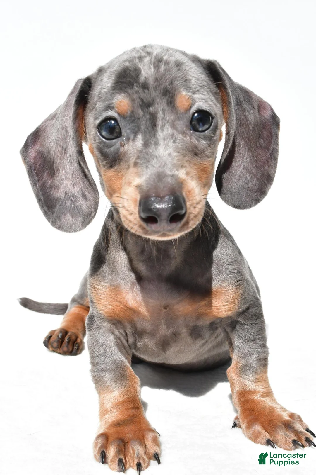 Dachshund dogs for sale: Teddy - Ad 1