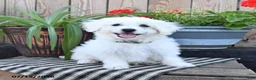 Mixed Breed dogs for sale: Olaf - Ad 5