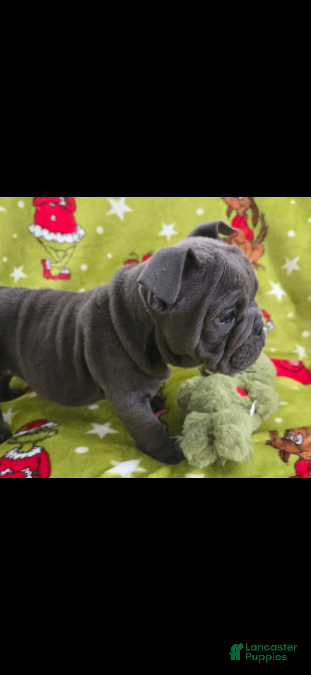 English Bulldog dogs for sale: Lucy - Ad 15