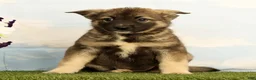 Mixed Breed dogs for sale: Koala - Ad 3