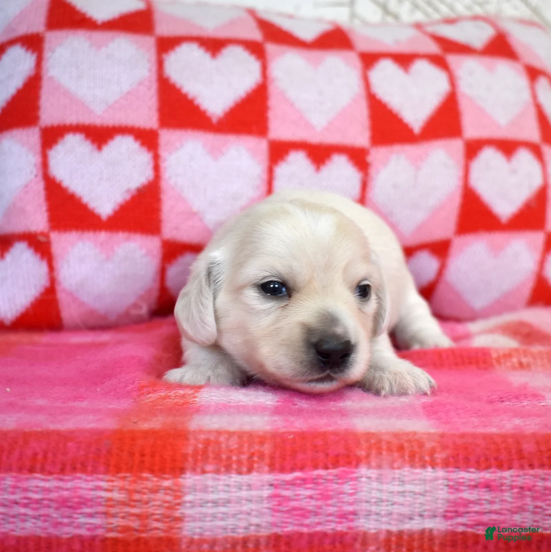 Miniature Dachshund dogs for sale: Sonny - Ad 3