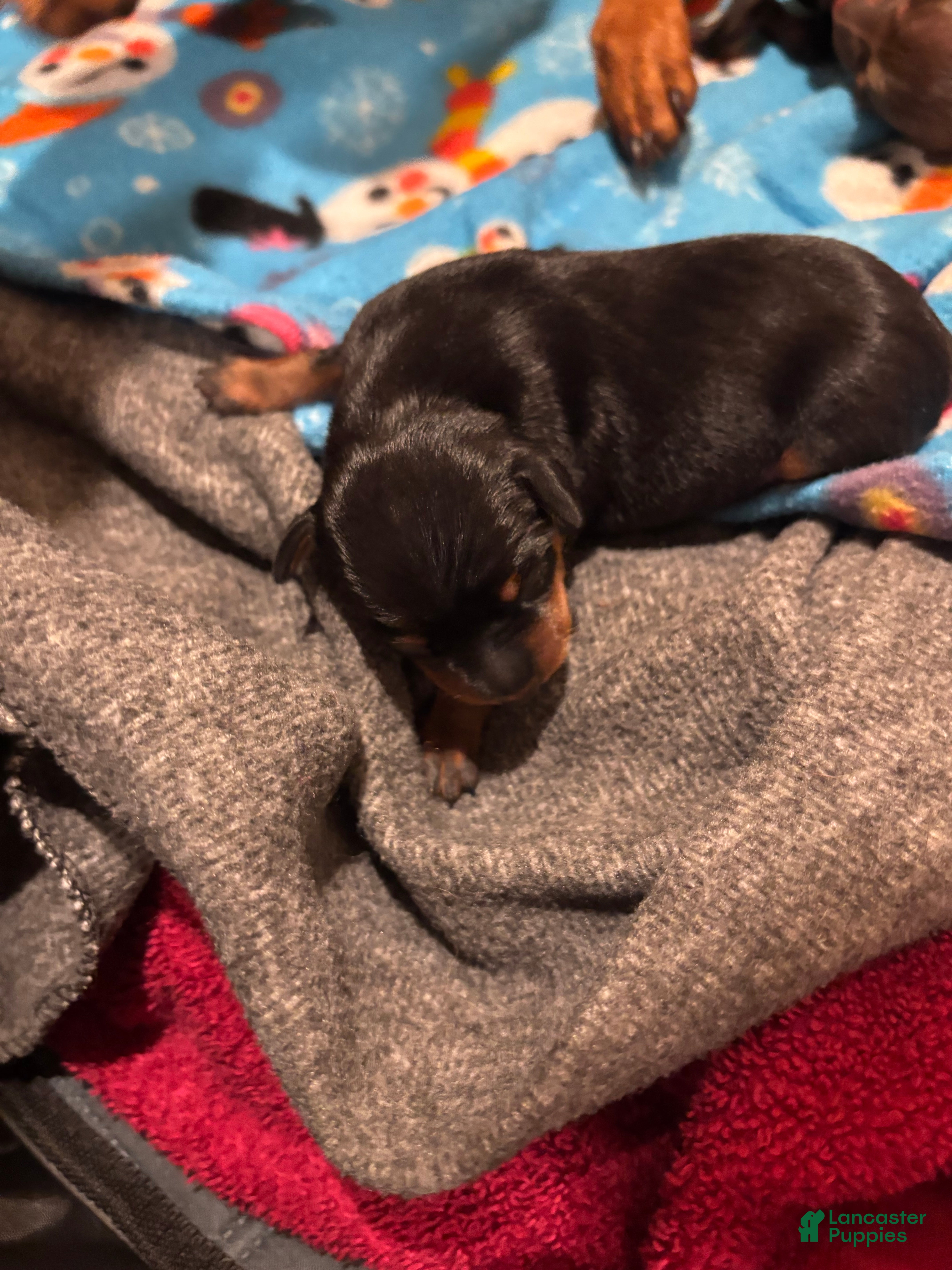 Miniature Pinscher dogs Miniature Pinscher Puppy 4 - Ad 19